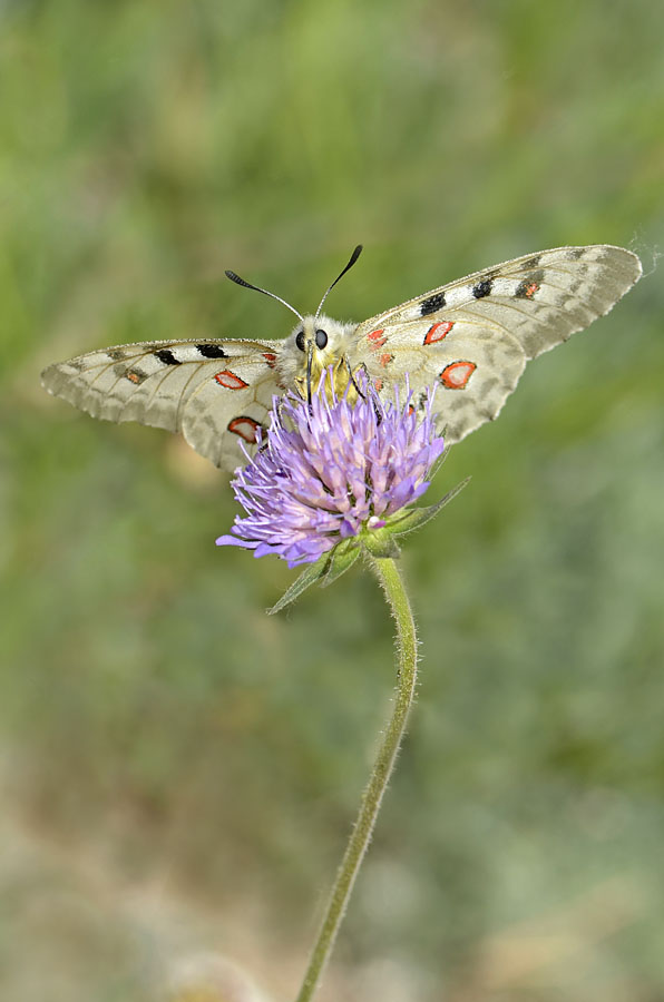 Parnassius apollo